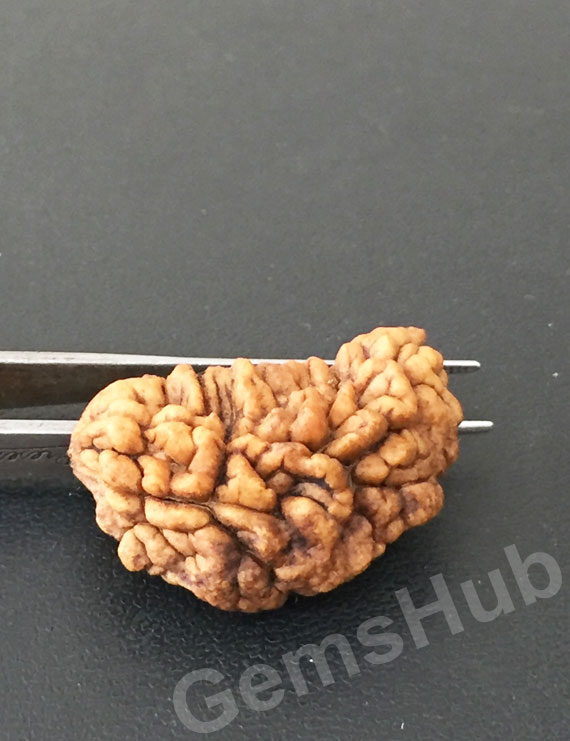 1 Face/Mukhi Certified Rudraksha Premium Quality